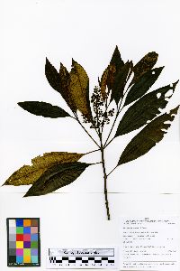 Miconia barbeyana image