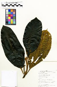 Miconia floribunda image