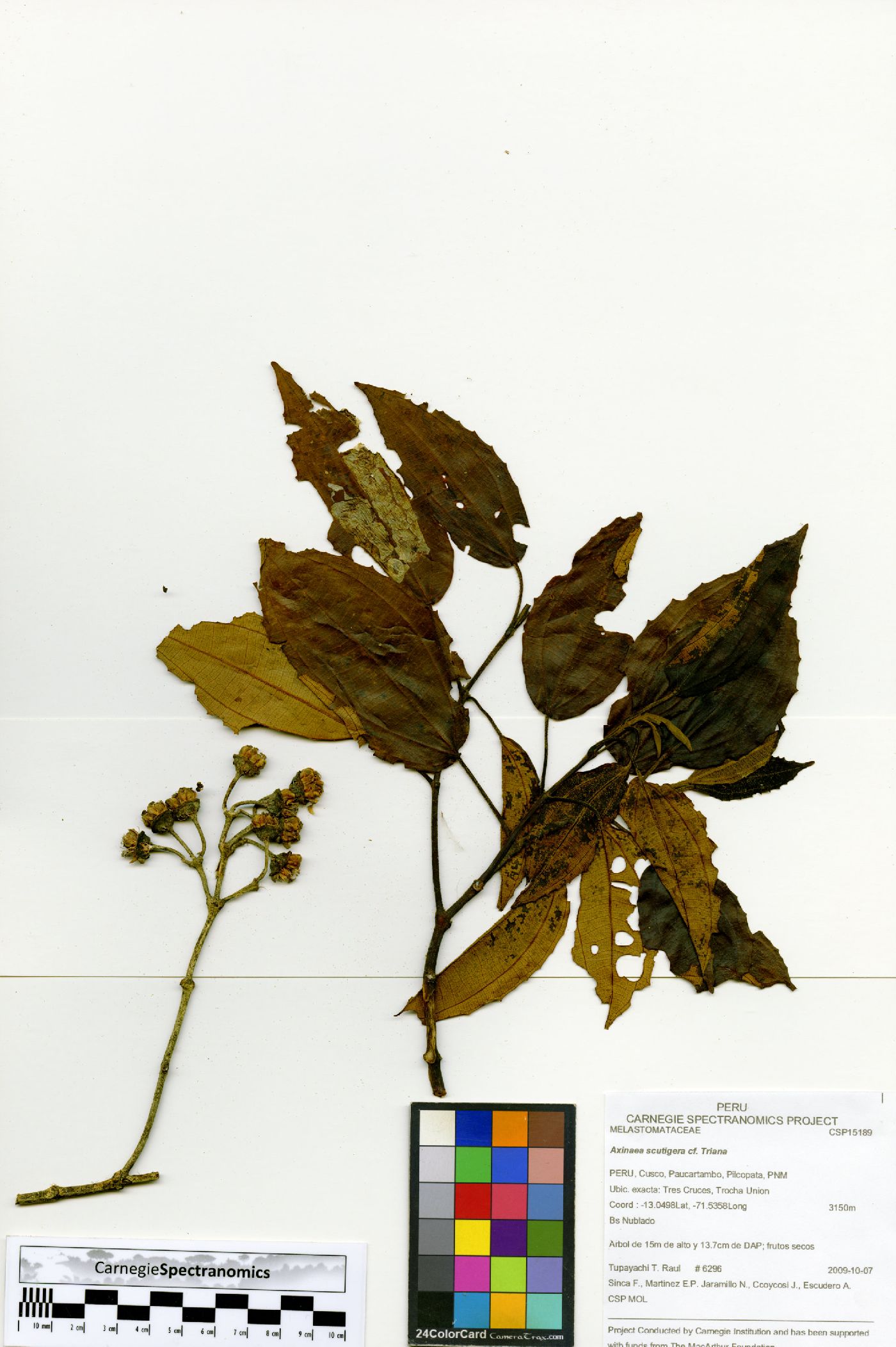 Axinaea pennellii image