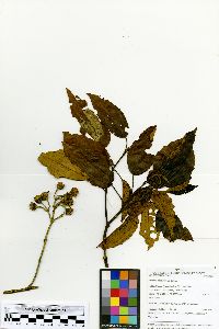 Image of Axinaea pennellii