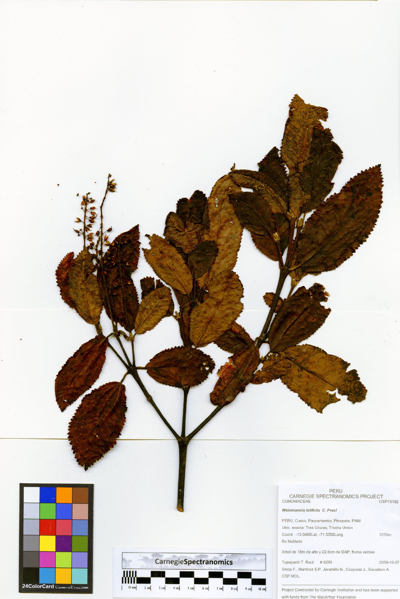 Weinmannia latifolia image