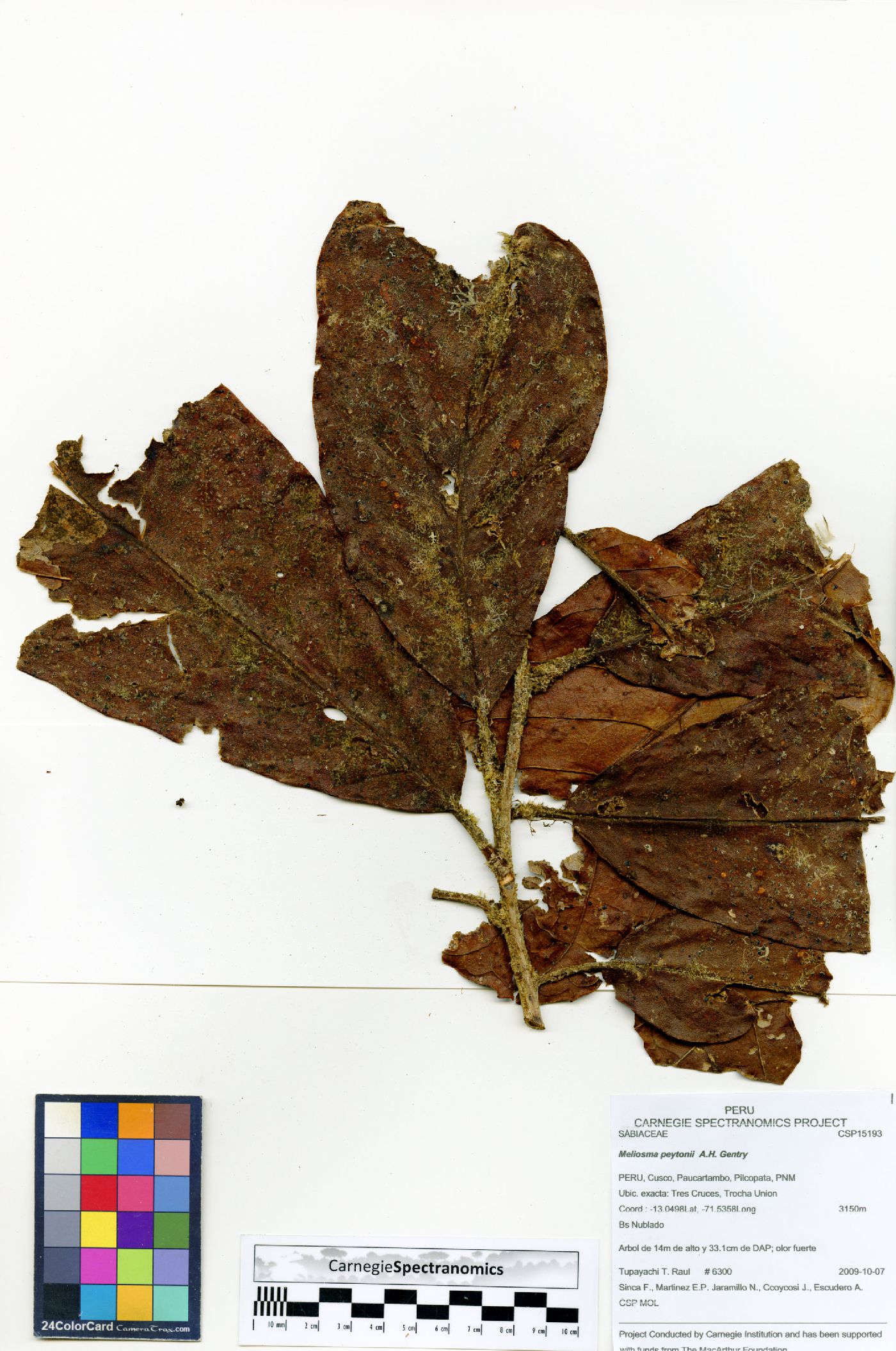 Meliosma frondosa image
