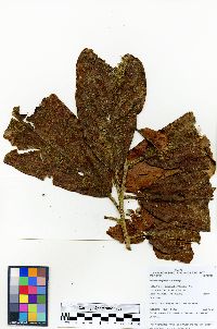 Image of Meliosma frondosa