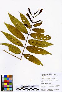 Adenaria floribunda image