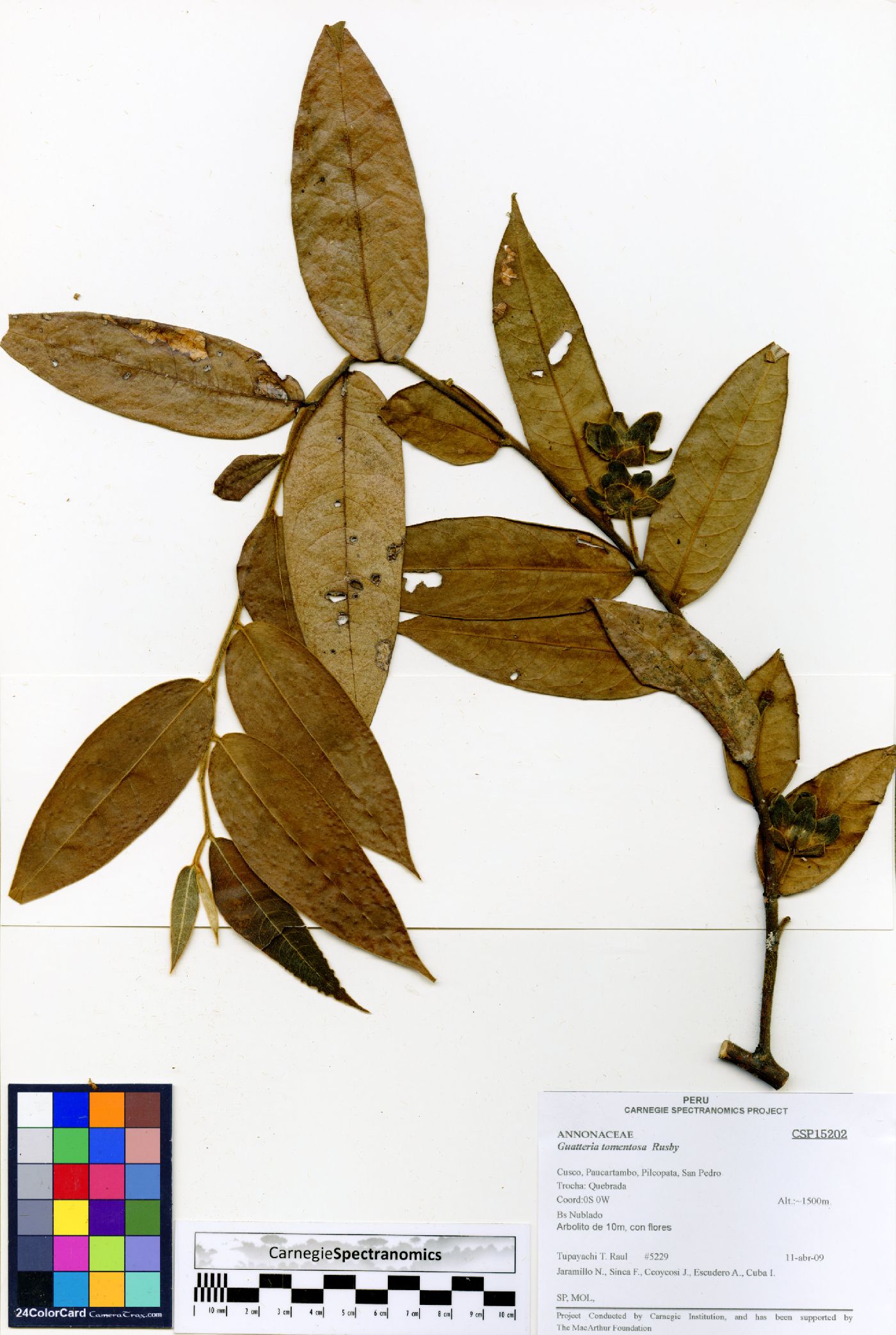 Guatteria tomentosa image