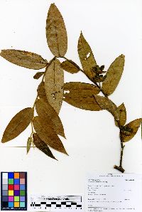 Guatteria tomentosa image