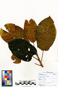 Image of Ficus cuatrecasana