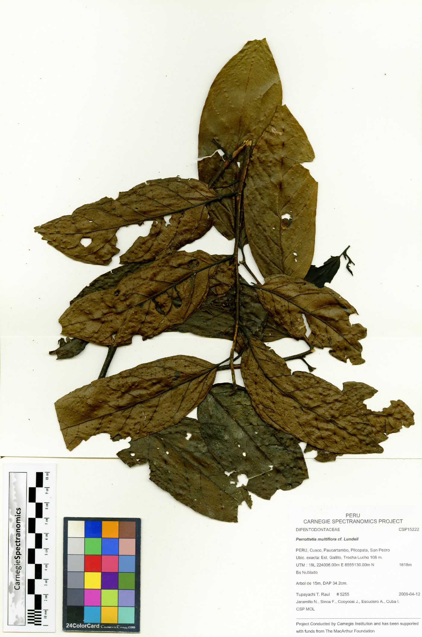 Perrottetia sessiliflora image