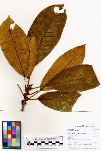 Ficus mutisii image