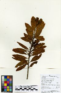Image of Morella pubescens