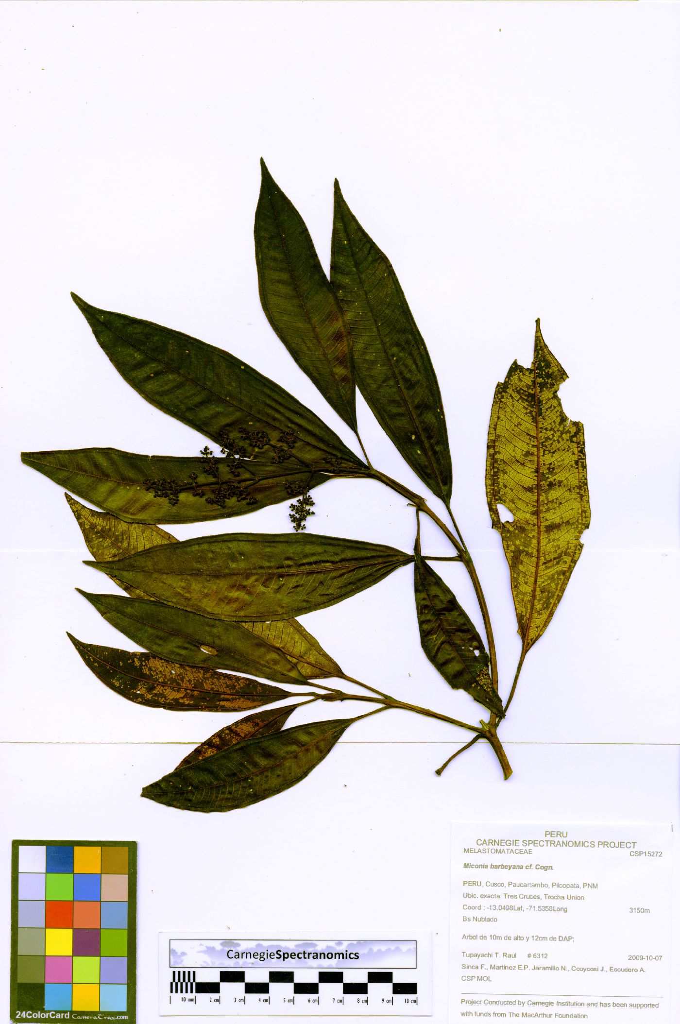 Miconia barbeyana image