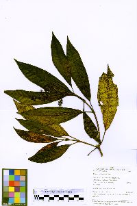 Miconia barbeyana image