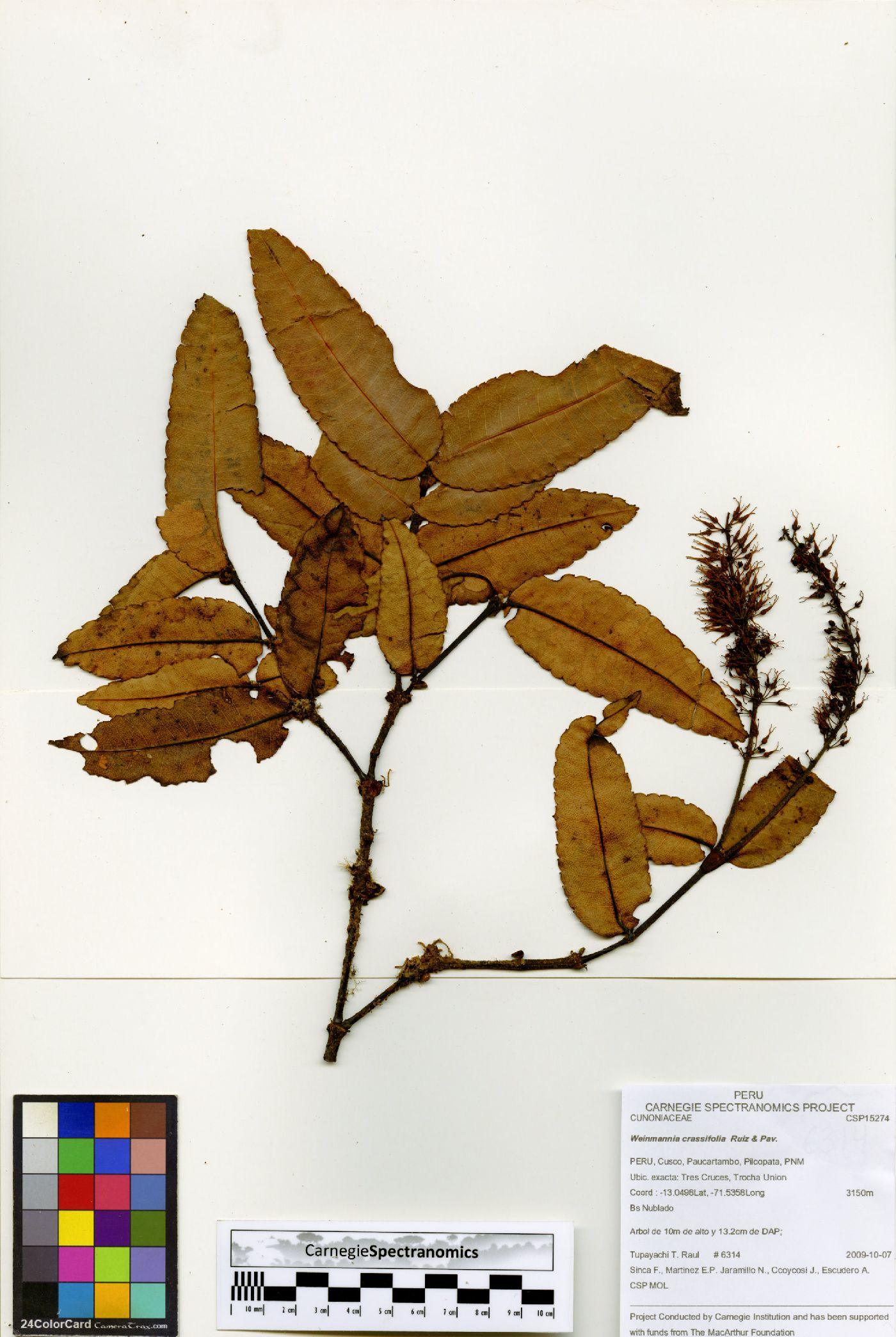 Weinmannia crassifolia image