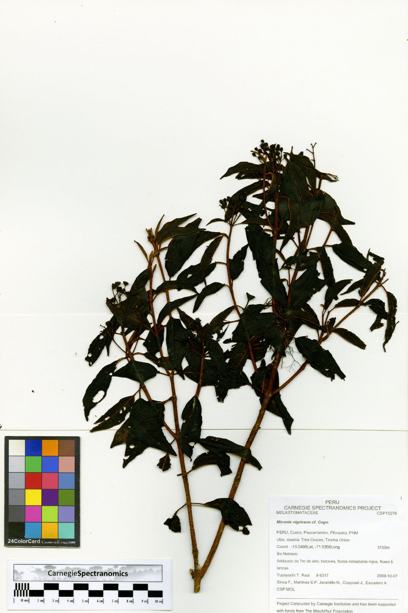 Miconia nigricans image