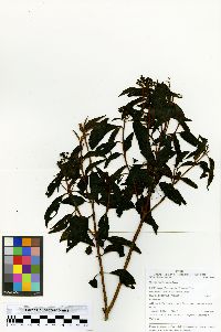 Miconia nigricans image