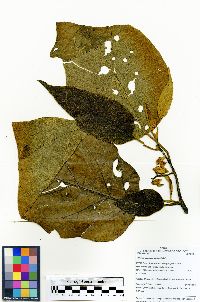 Image of Solanum asperolanatum