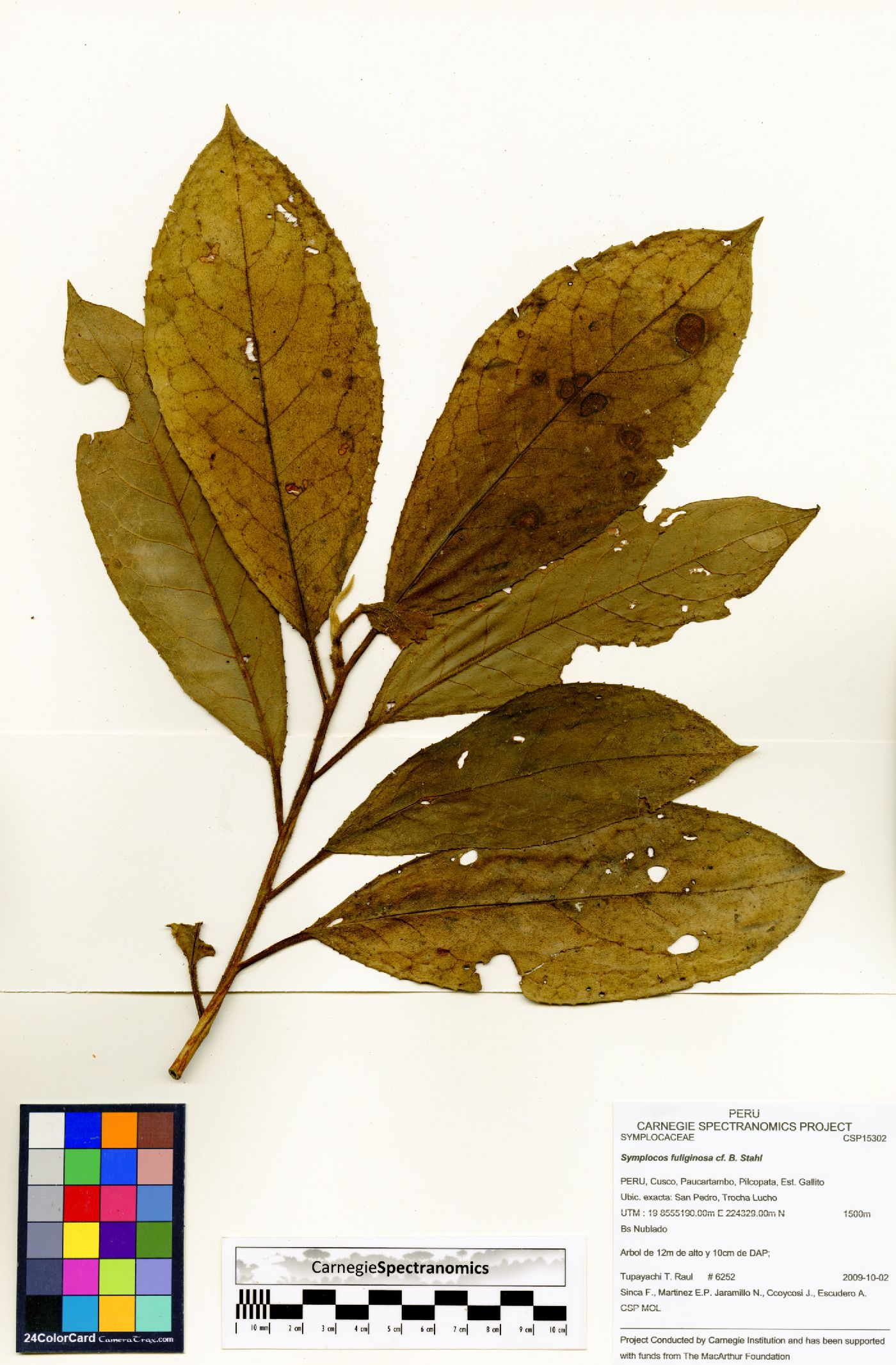 Symplocos fuliginosa image