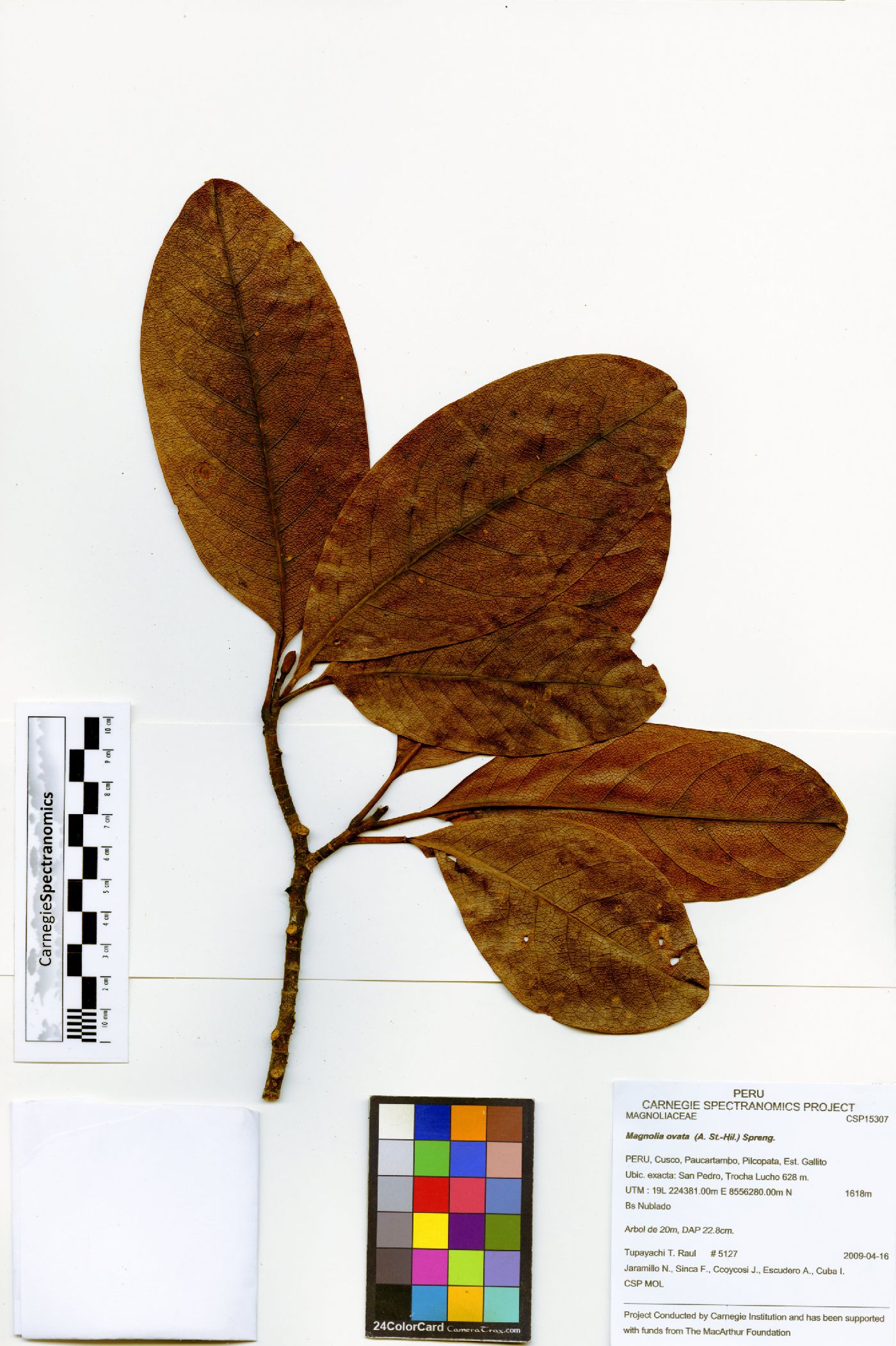 Magnolia ovata image