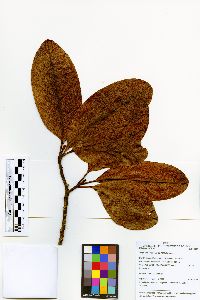 Magnolia ovata image