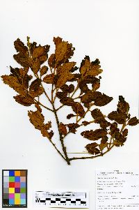 Image of Weinmannia bangii