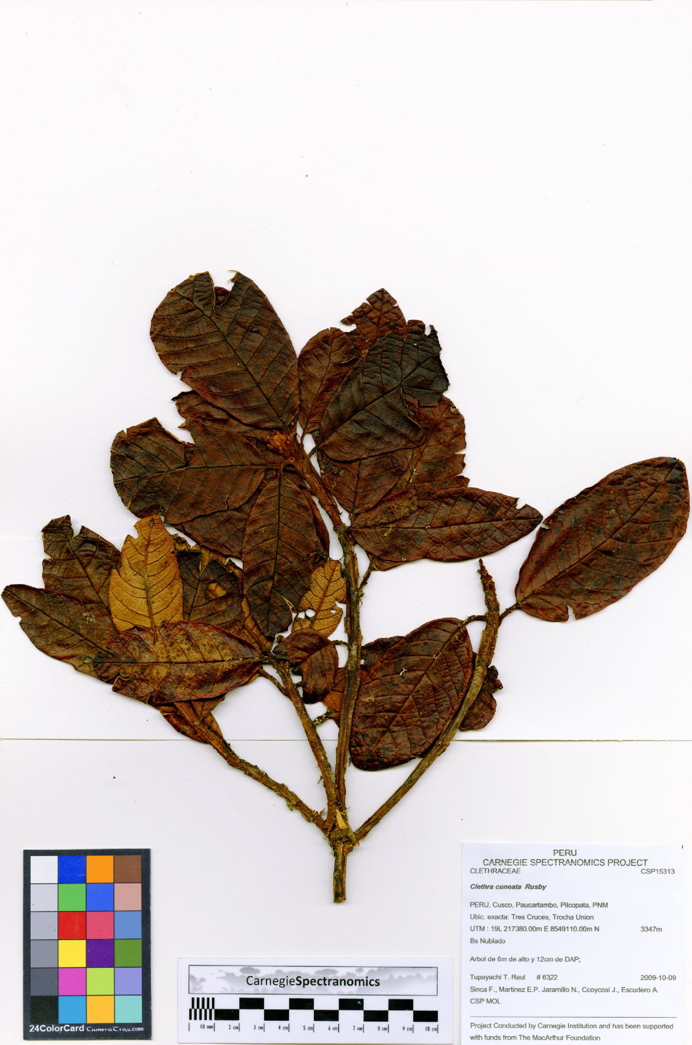 Clethra cuneata image