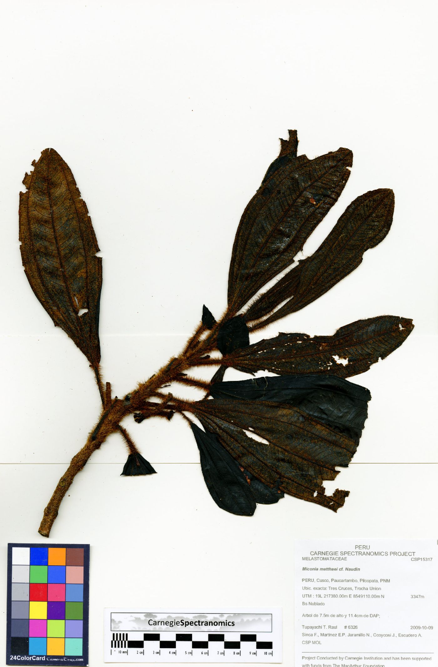 Miconia setulosa image