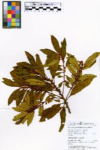 Myrsine coriacea image