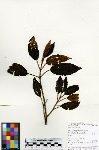 Miconia atrofusca image