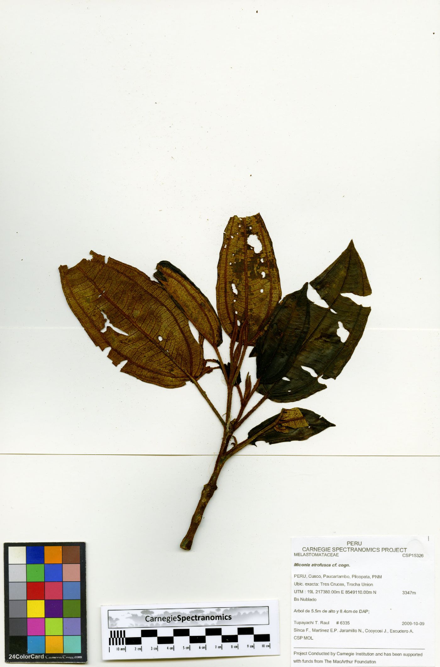 Miconia atrofusca image