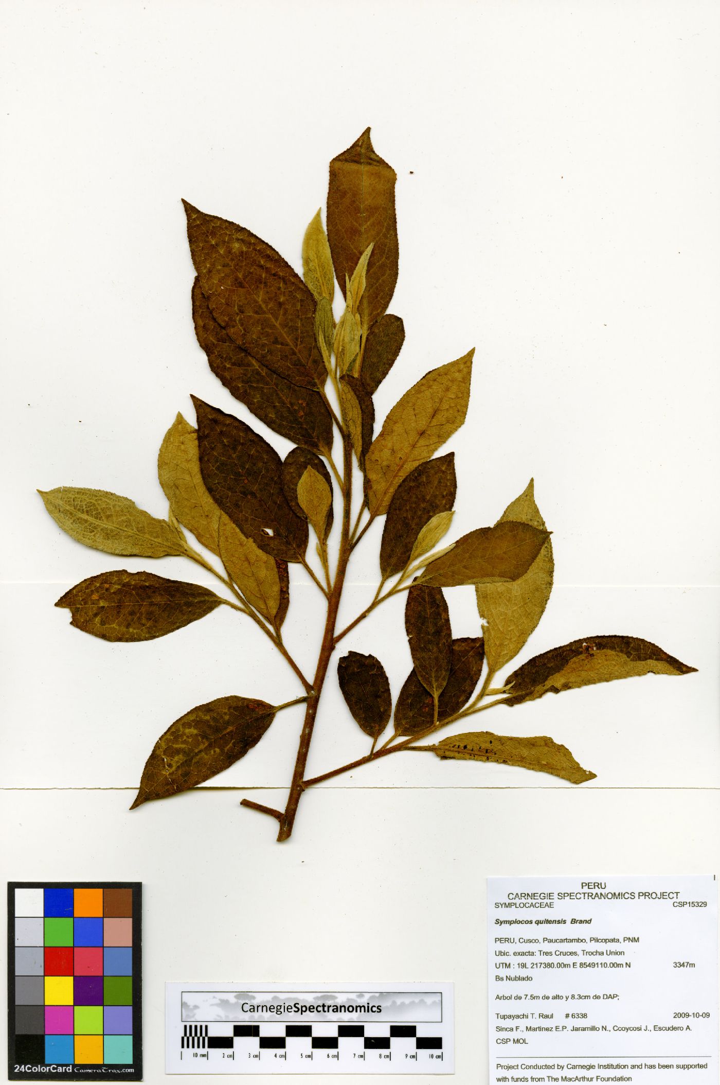 Symplocos quitensis image