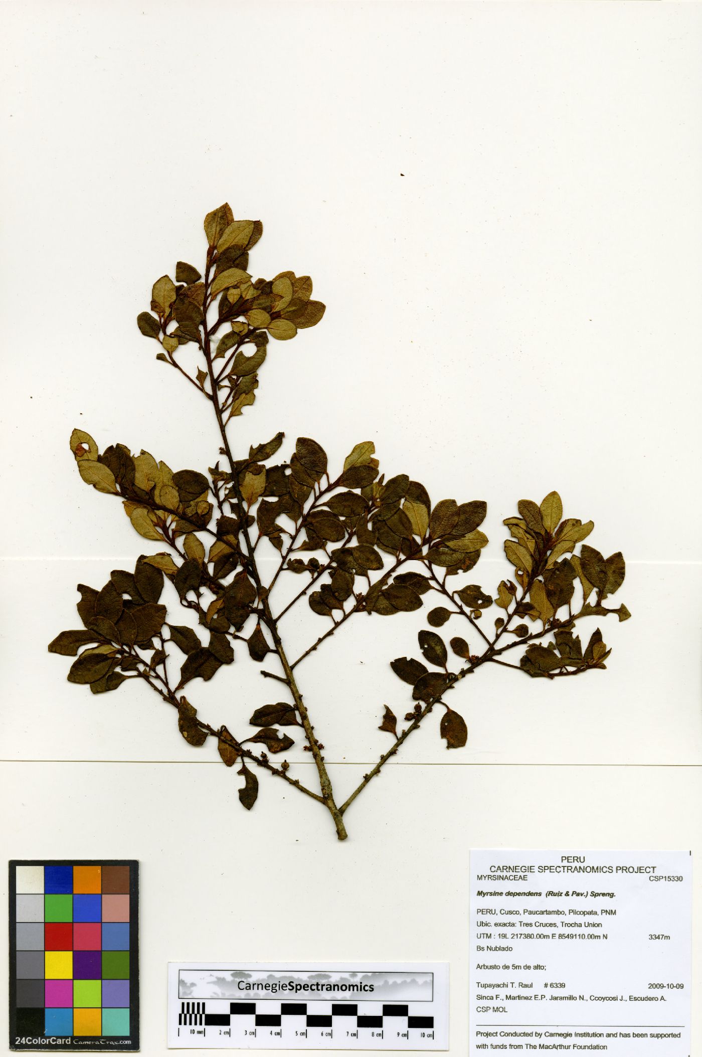 Myrsine dependens image
