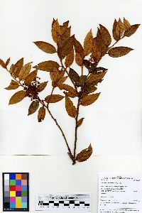 Gaultheria bracteata image