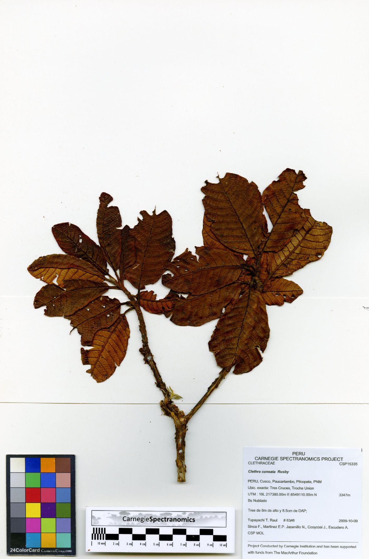 Clethra cuneata image