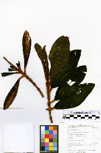 Miconia setulosa image