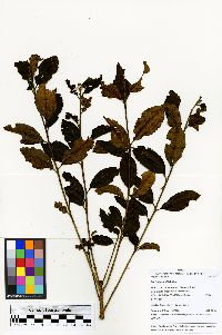 Ilex sessiliflora image