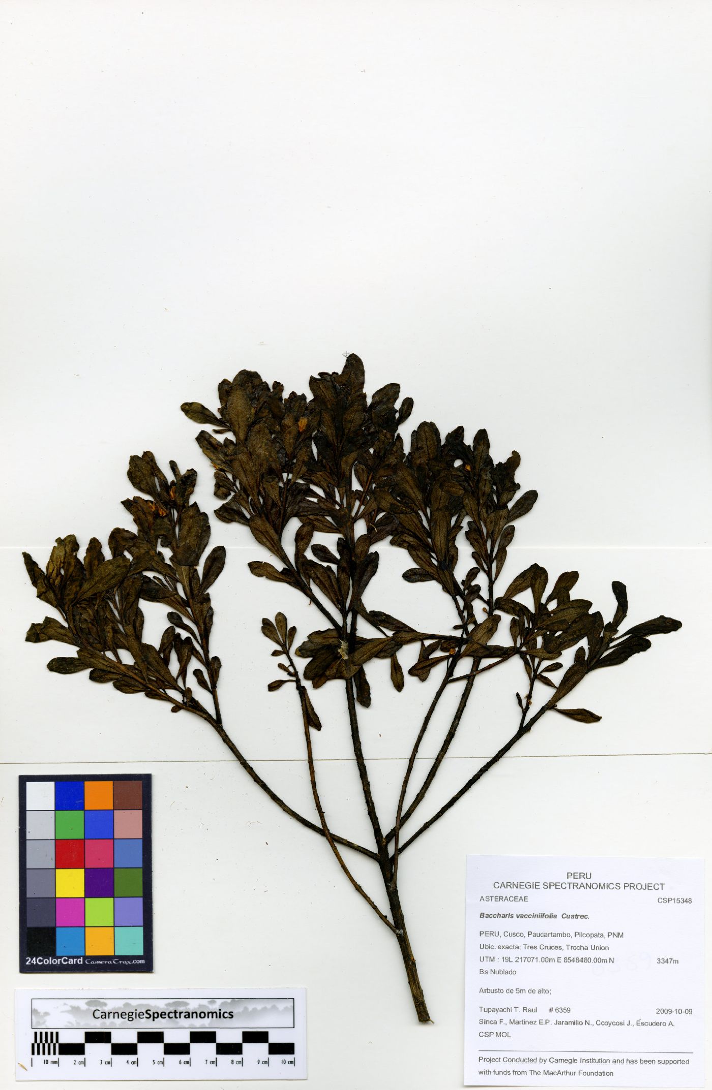 Baccharis vacciniifolia image