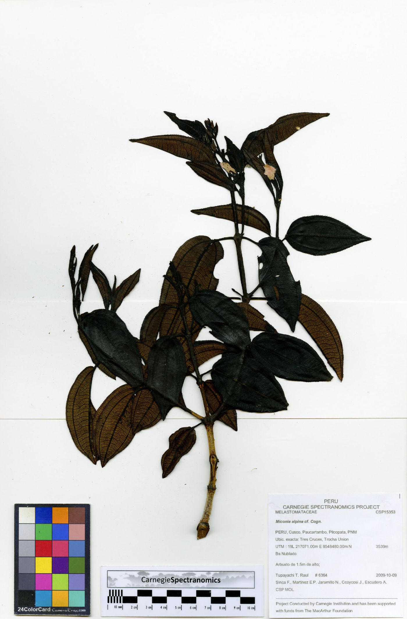 Miconia alpina image