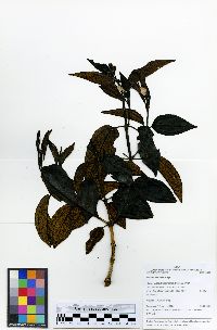 Miconia alpina image