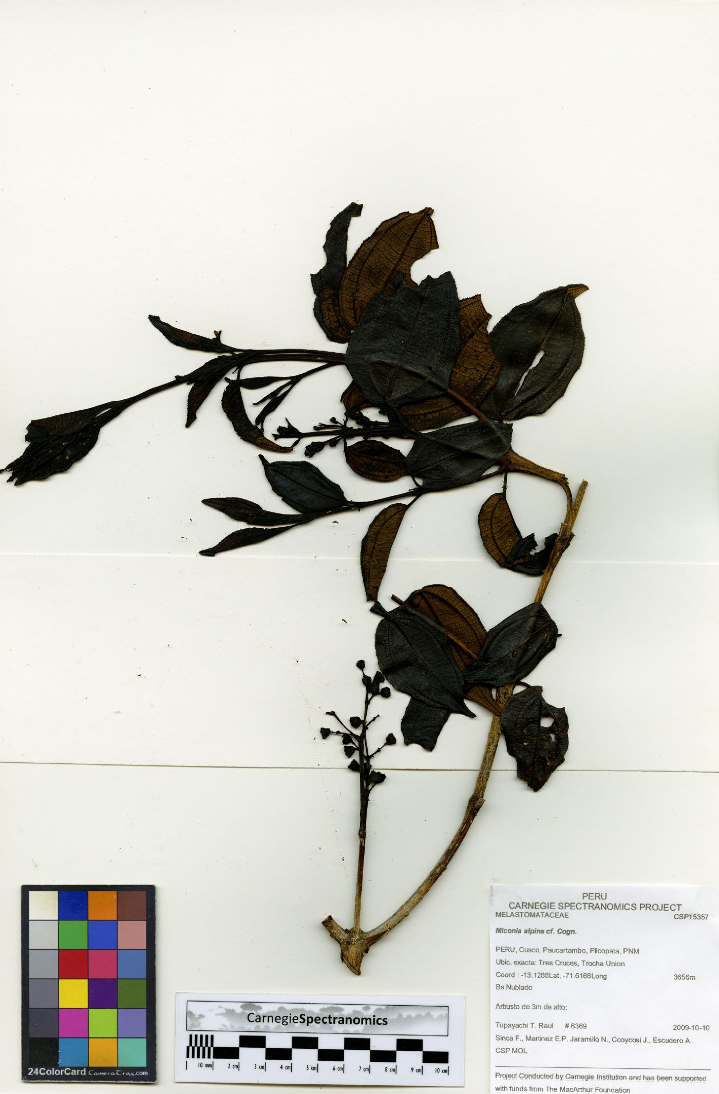 Miconia alpina image