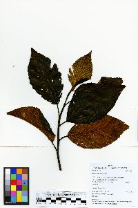 Alnus acuminata image