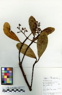 Clusia trochiformis image