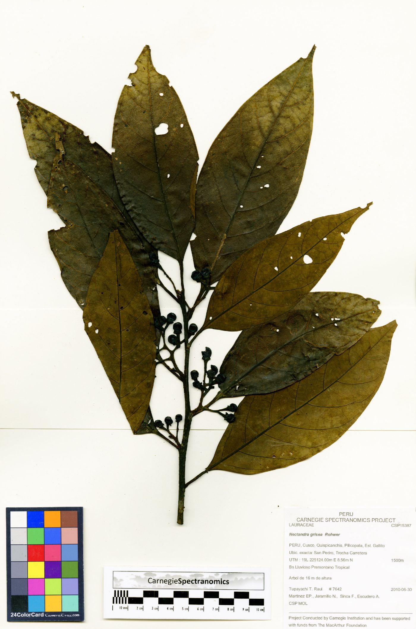 Nectandra grisea image