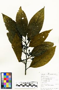 Image of Nectandra grisea