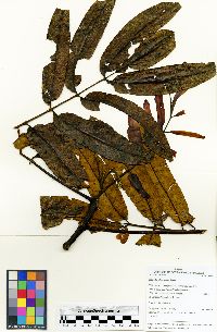 Brunellia stenoptera image