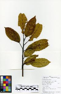 Alchornea latifolia image