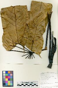 Image Associated With the Occurence