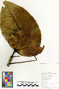 Dendropanax tessmannii image