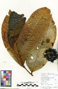 Guatteria boliviana image