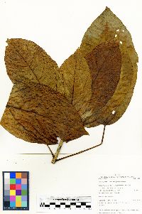 Dendropanax tessmannii image