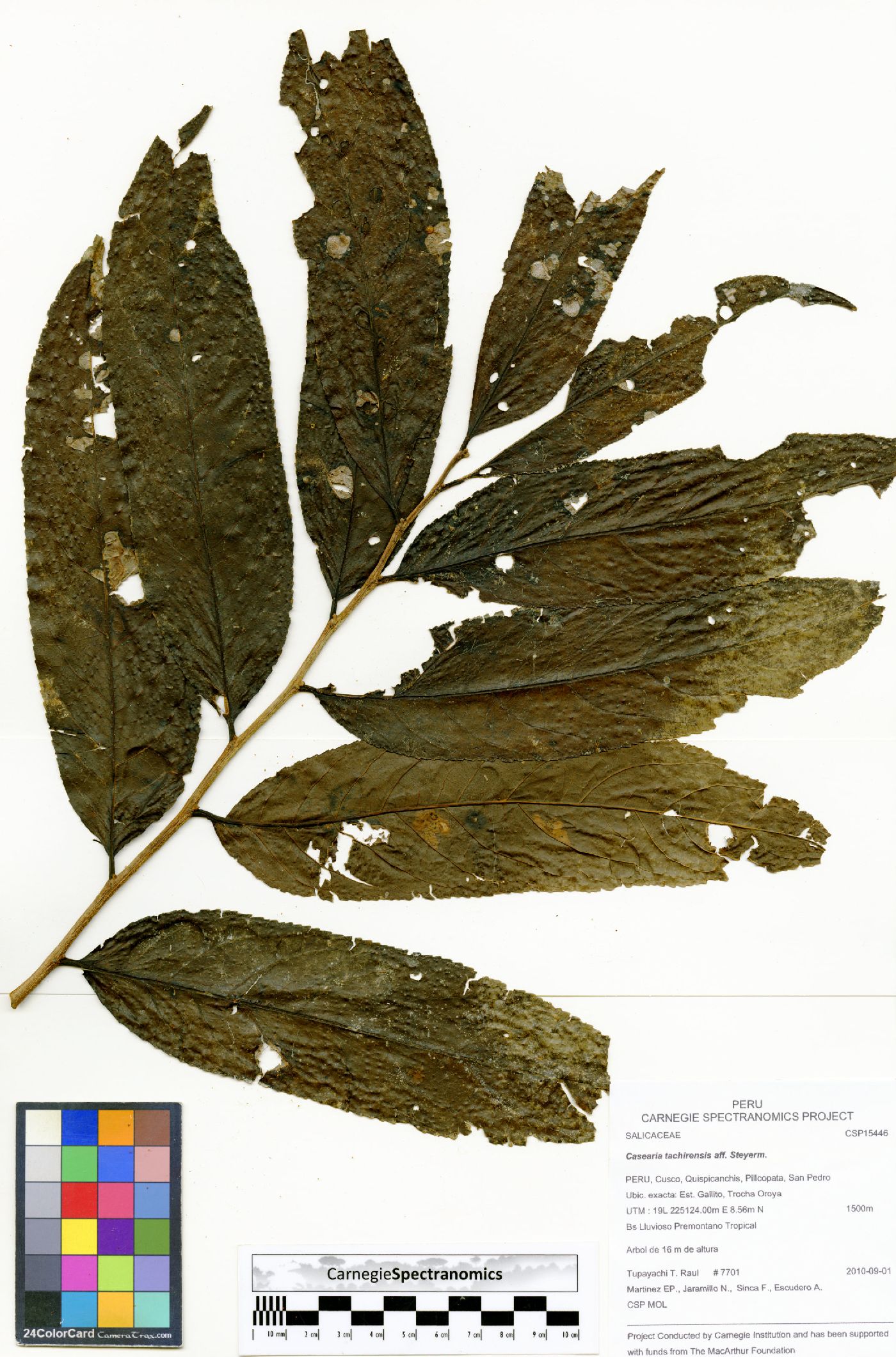 Casearia tachirensis image